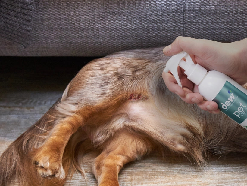 First Aid Spray For Pets: A Safe And Effective Solution For Your Furry Friends