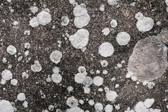 Mould Infestation: Causes, Dangers And Effective Remediation Techniques