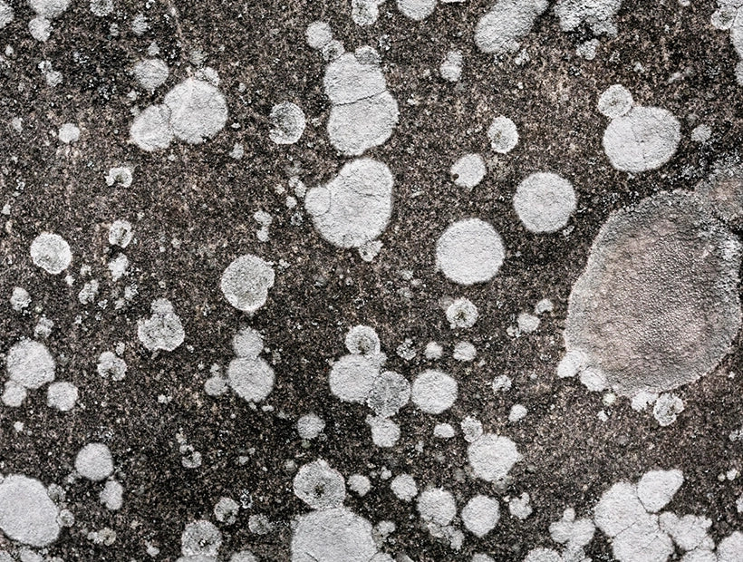 Mould Infestation: Causes, Dangers And Effective Remediation Techniques