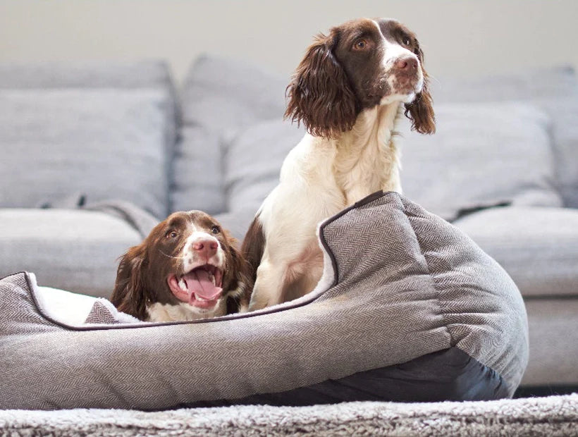 Why Choosing Pet Friendly Products Is So Important